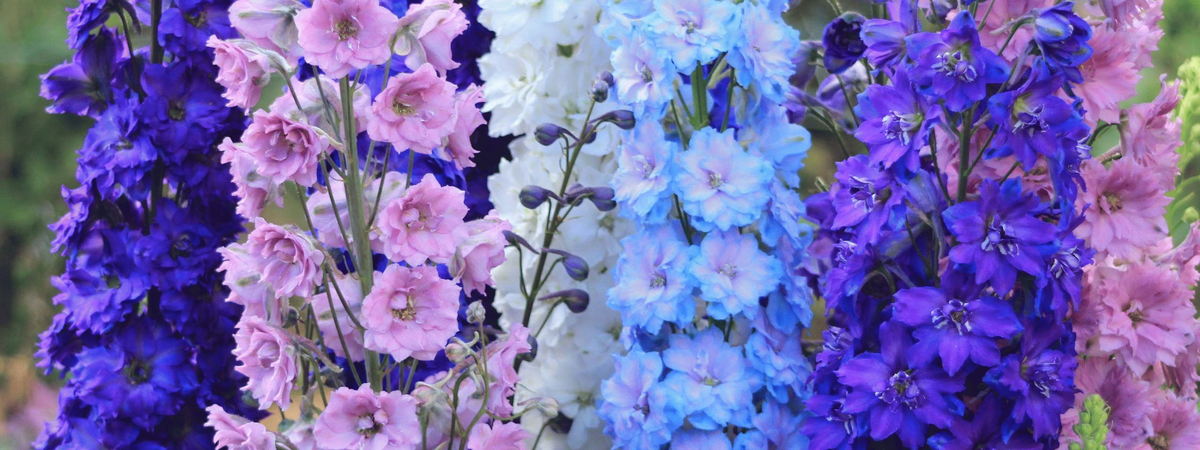 o-flora.com