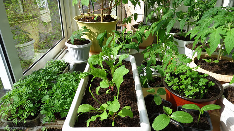 Оборудование для выращивания зелени в домашних условиях