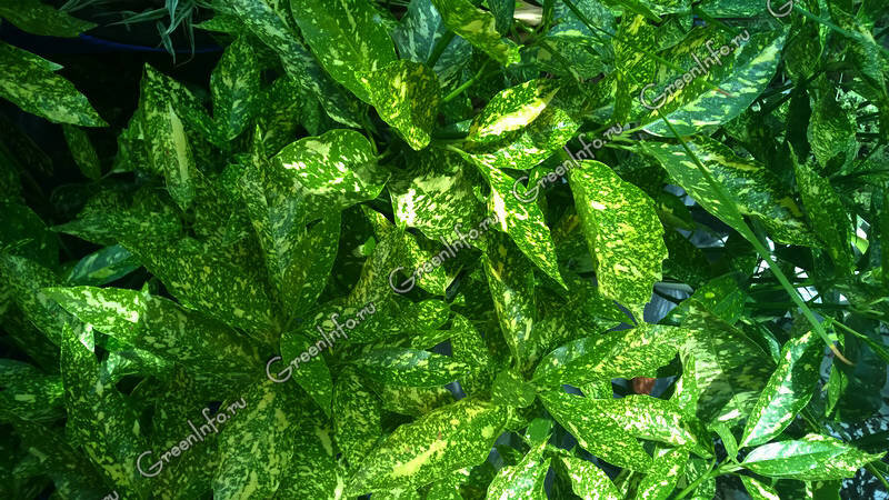 Аукуба японская Aucuba japonica (Variegata син. Crotonifolia)