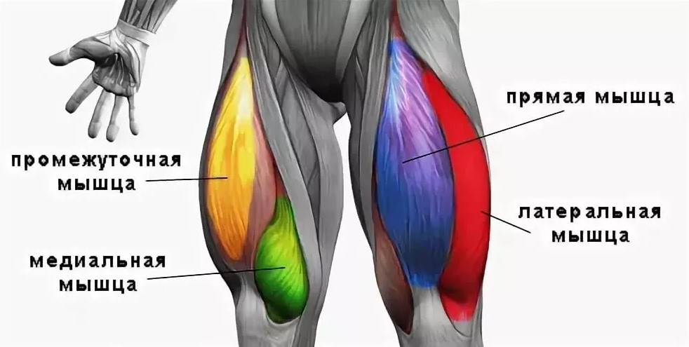 Развитые мышцы бедра