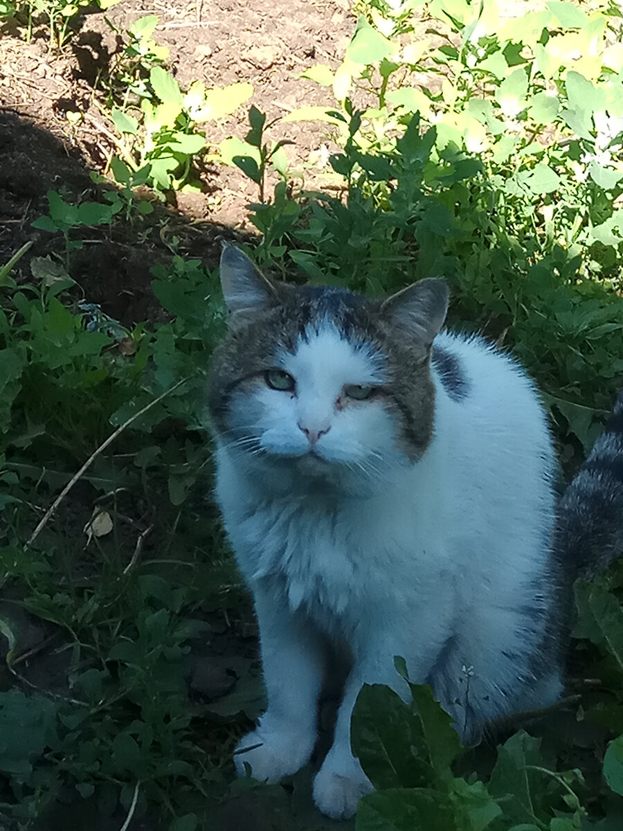 Мой кот Константин, его последнее фото. 