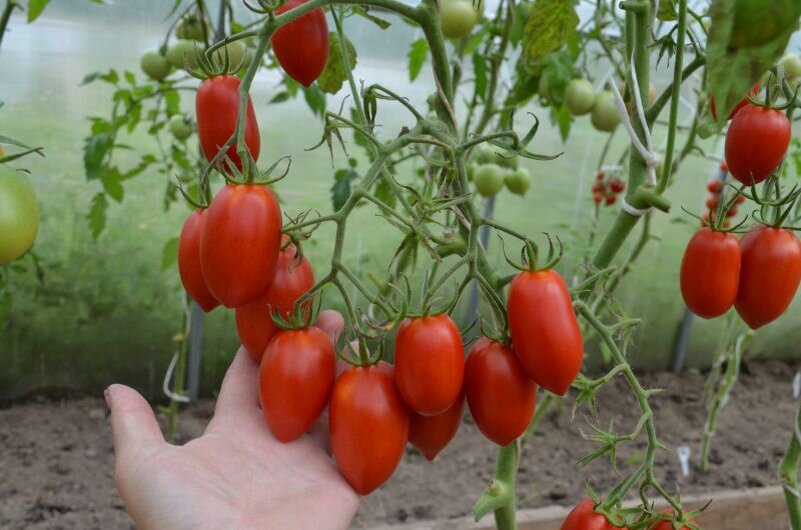 Собираю только спелые томаты с куста.