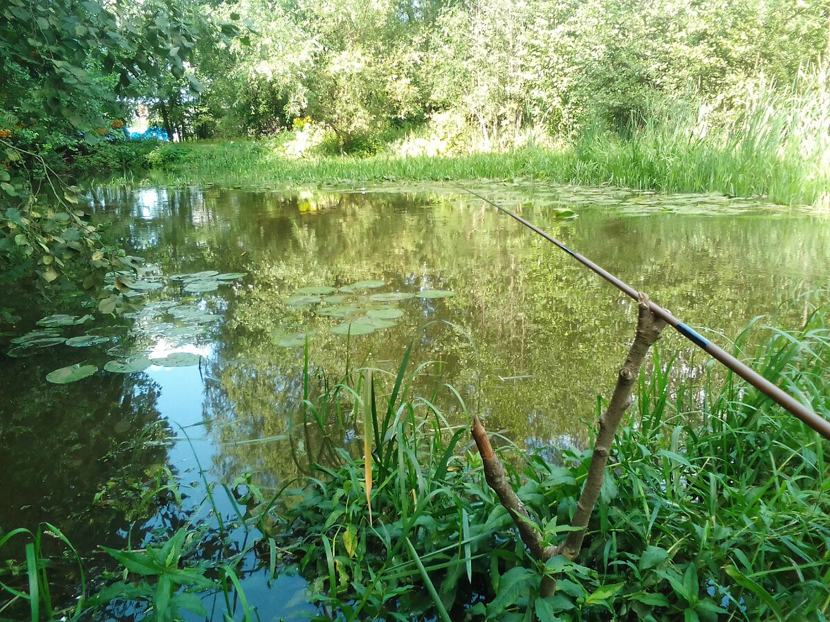 Отличное место для ловли, такой небольшой заливчик