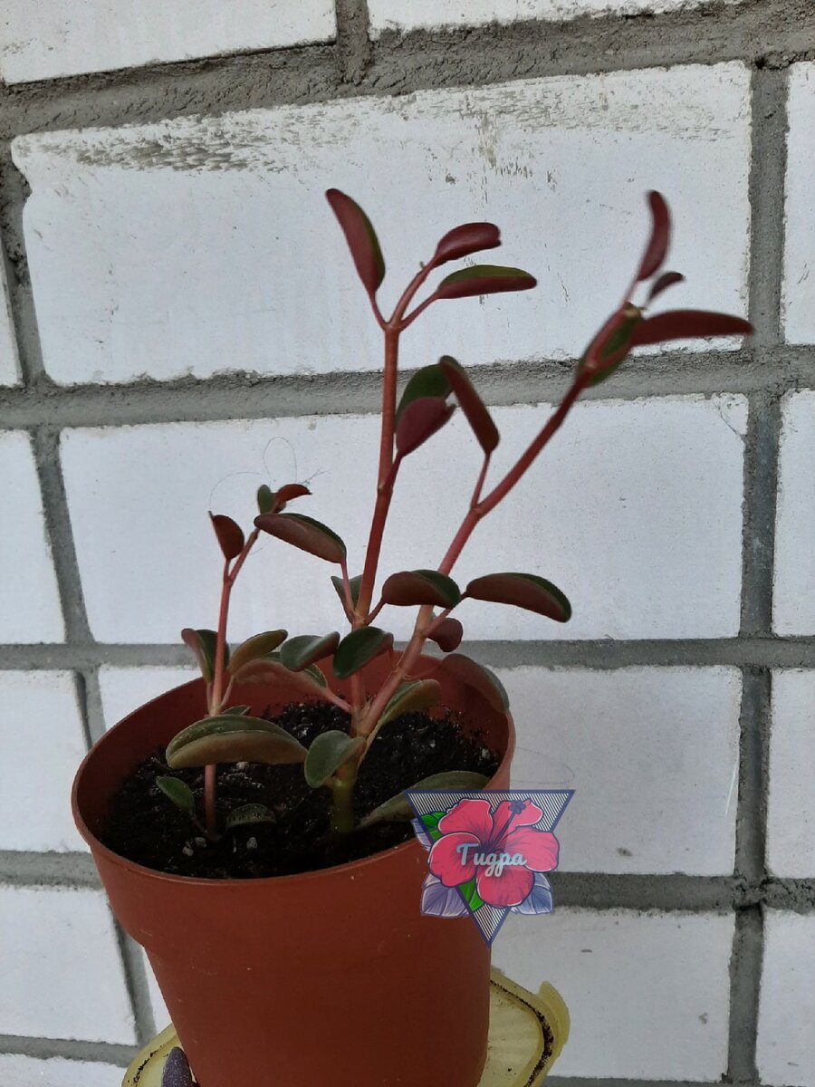 Личное фото