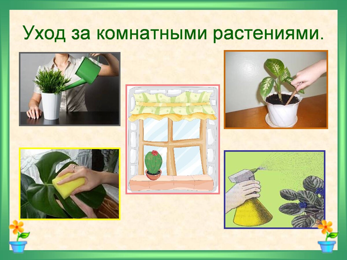 комнатные растения в интерьере 7 класс технология
