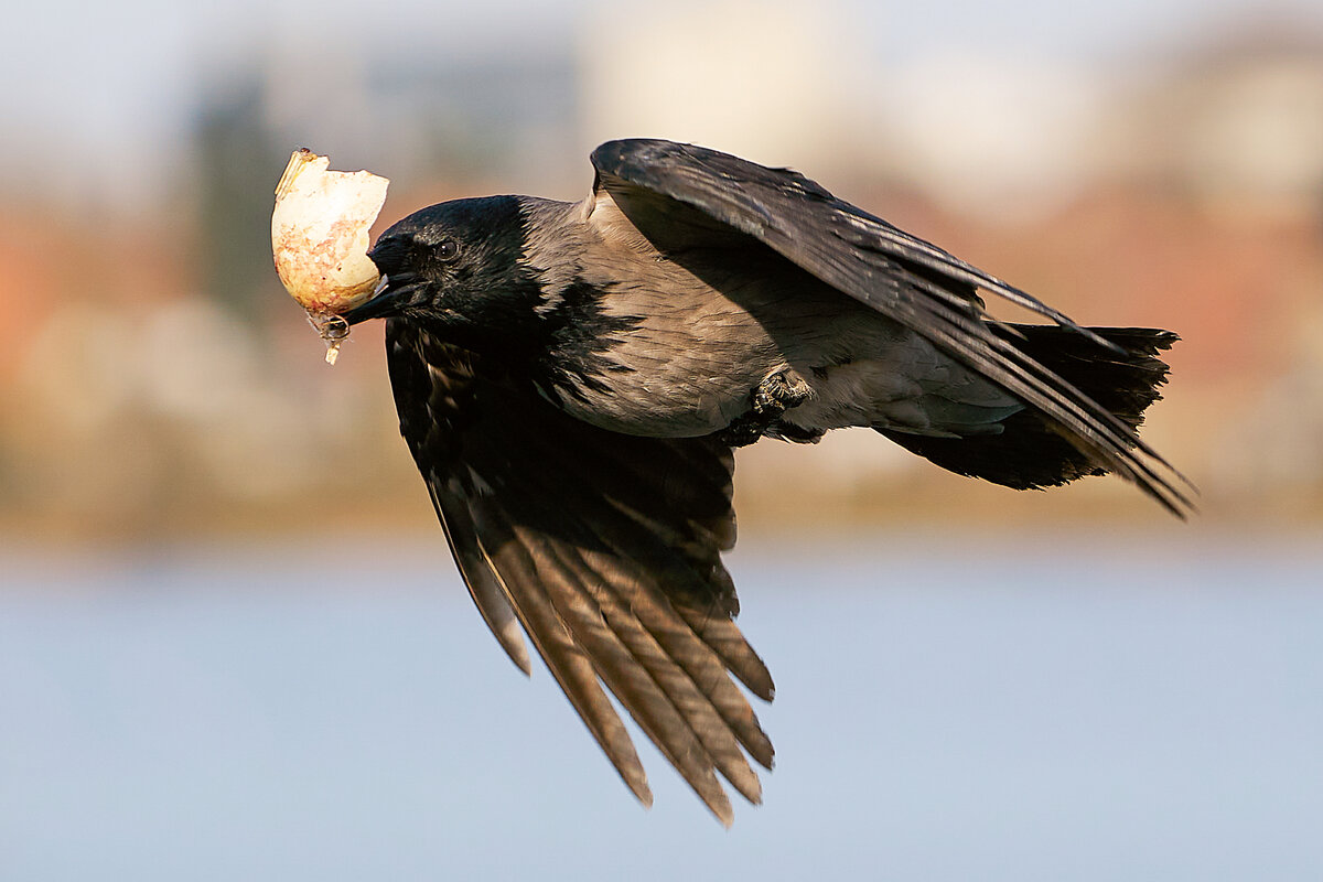 Вороны на осеннем дереве. Crow Habbits.