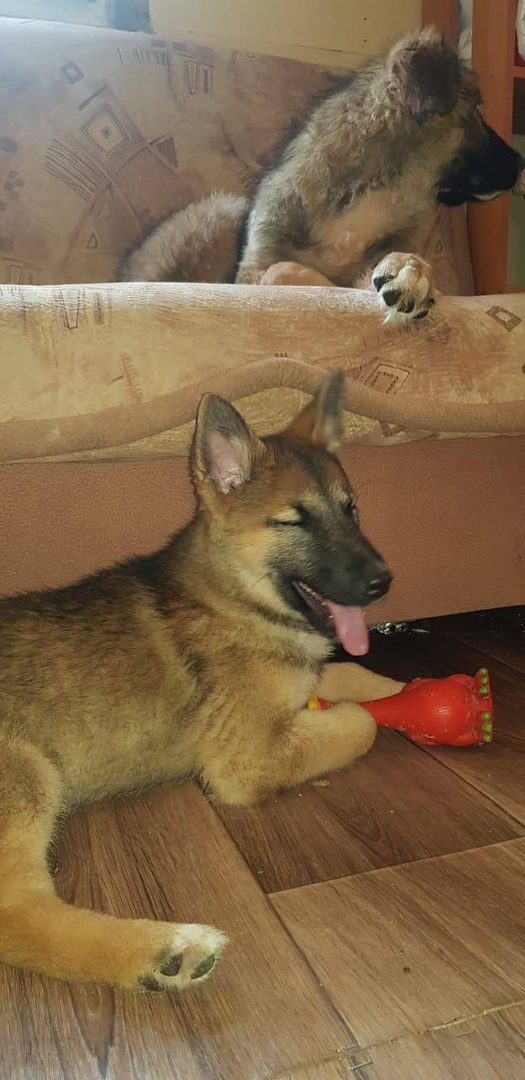 Лаки с Мишкой. Живет в приюте с 2021 года