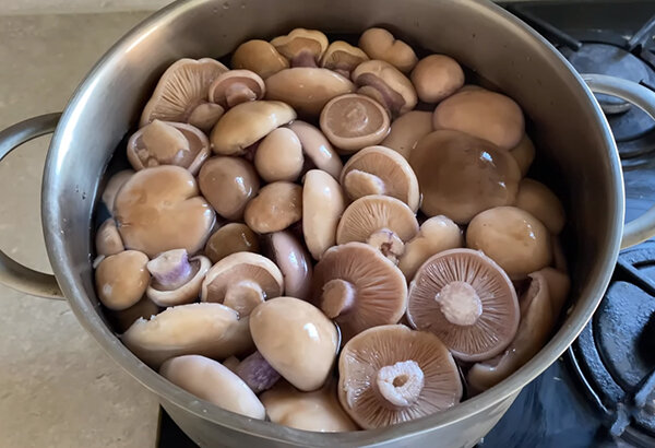 Как правильно приготовить синеножки грибы
