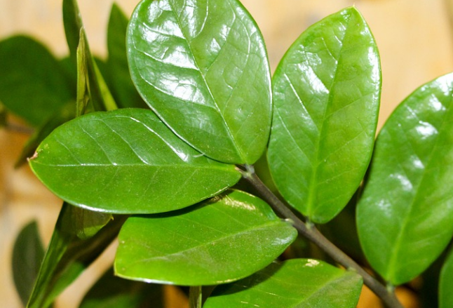 Замиокулькас