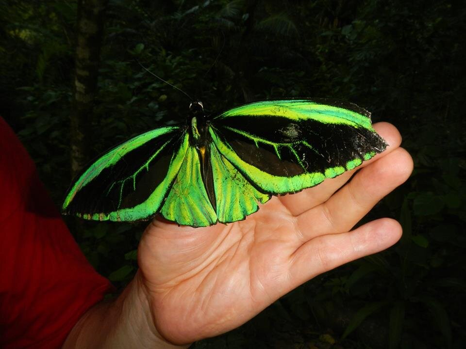 Оригинал: https://exotravel.ru/page/papua-pacific-ocean-komodo-bali-new-guinea-indonesia-15-days4700