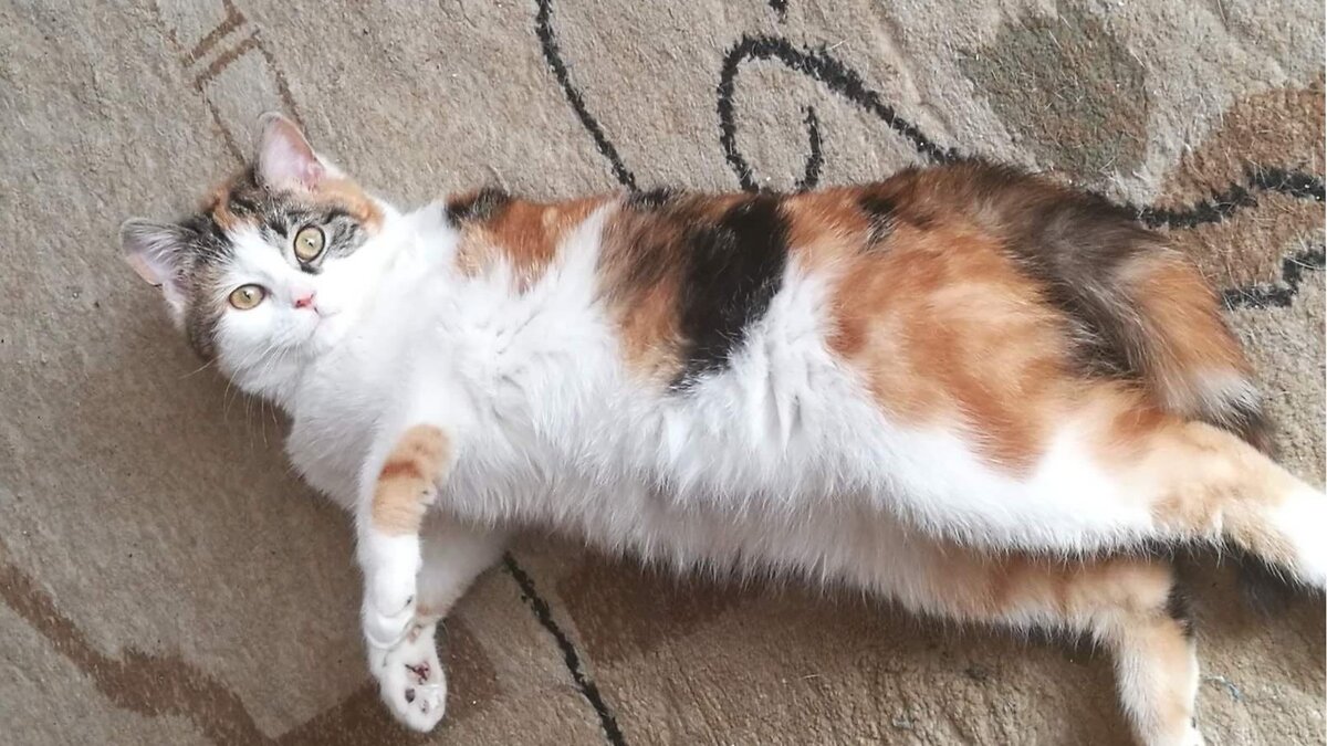 Она была худющая и пугливая. Сейчас вот такая.