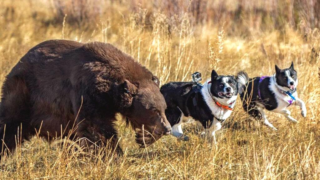 Охота на медведя, фото с сайта autogear.ru