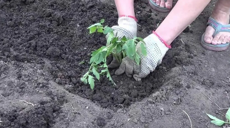 Добавьте описание