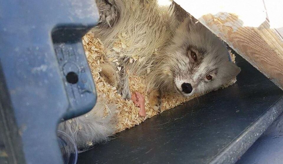 Потом малыш поправился и распробовал копчёные сосиски
