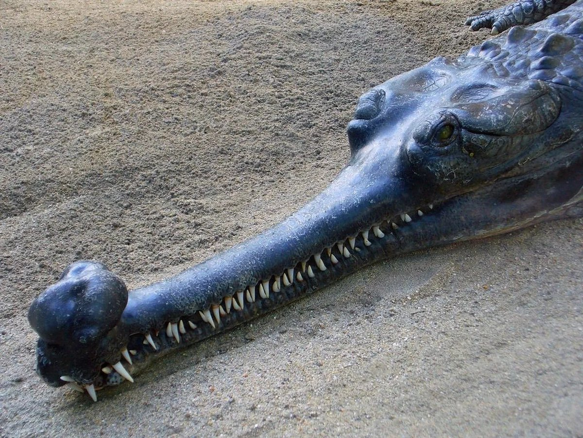 Florida's largest alligator caught on Halloween night Daily Mail Online