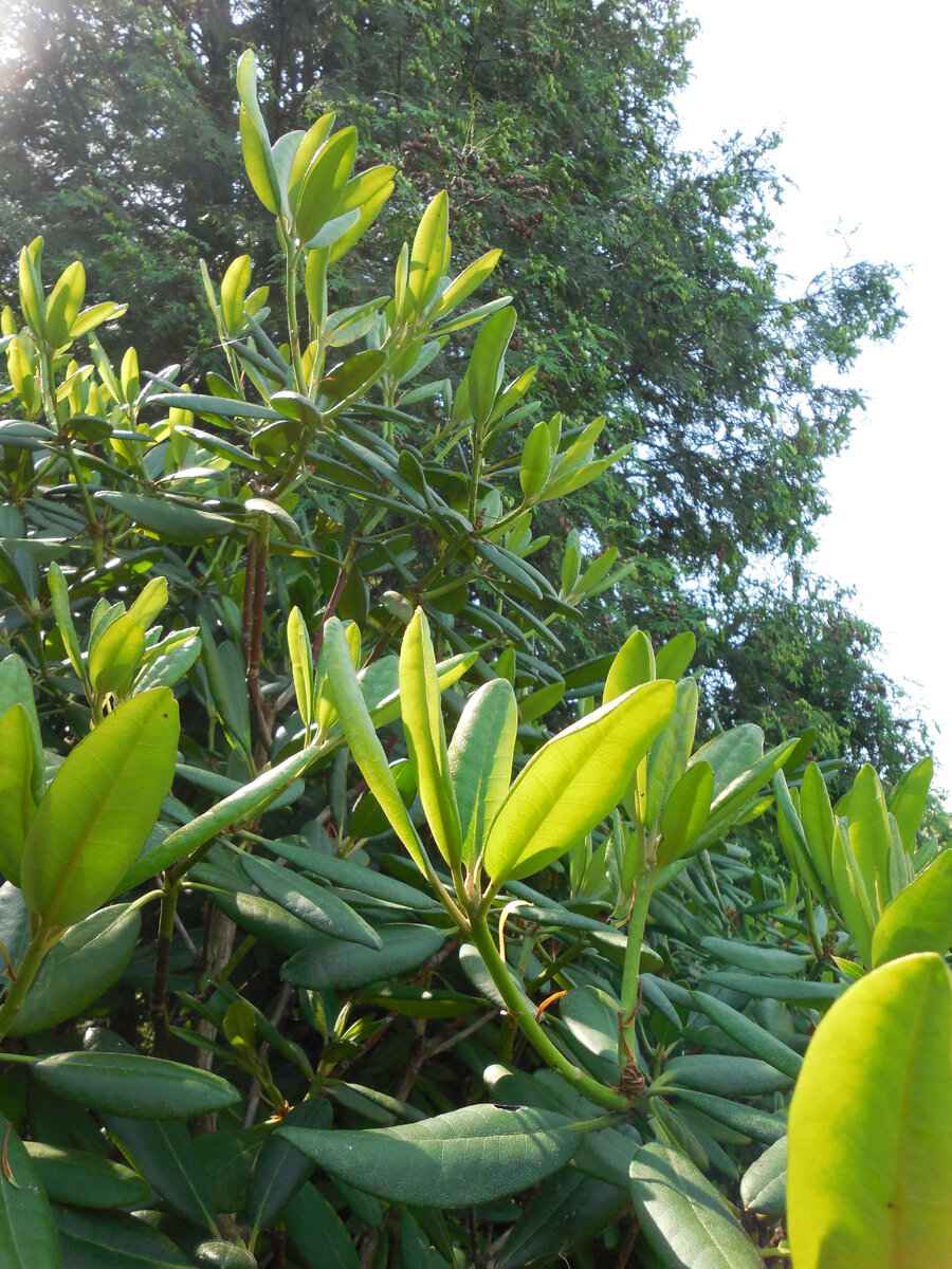 Ежегодный прирост 20-25 см, а порой на отдельных побегах и 30 см!