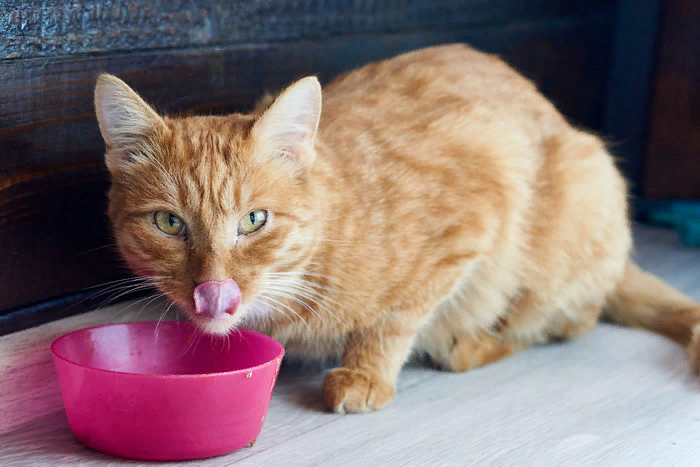 🐱Сколько дней кошка может провести без еды, и какие могут быть последствия  | Нос, хвост, лапы | Дзен
