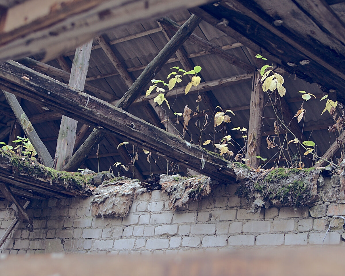 Природа постепенно отвоёвывает свои права.