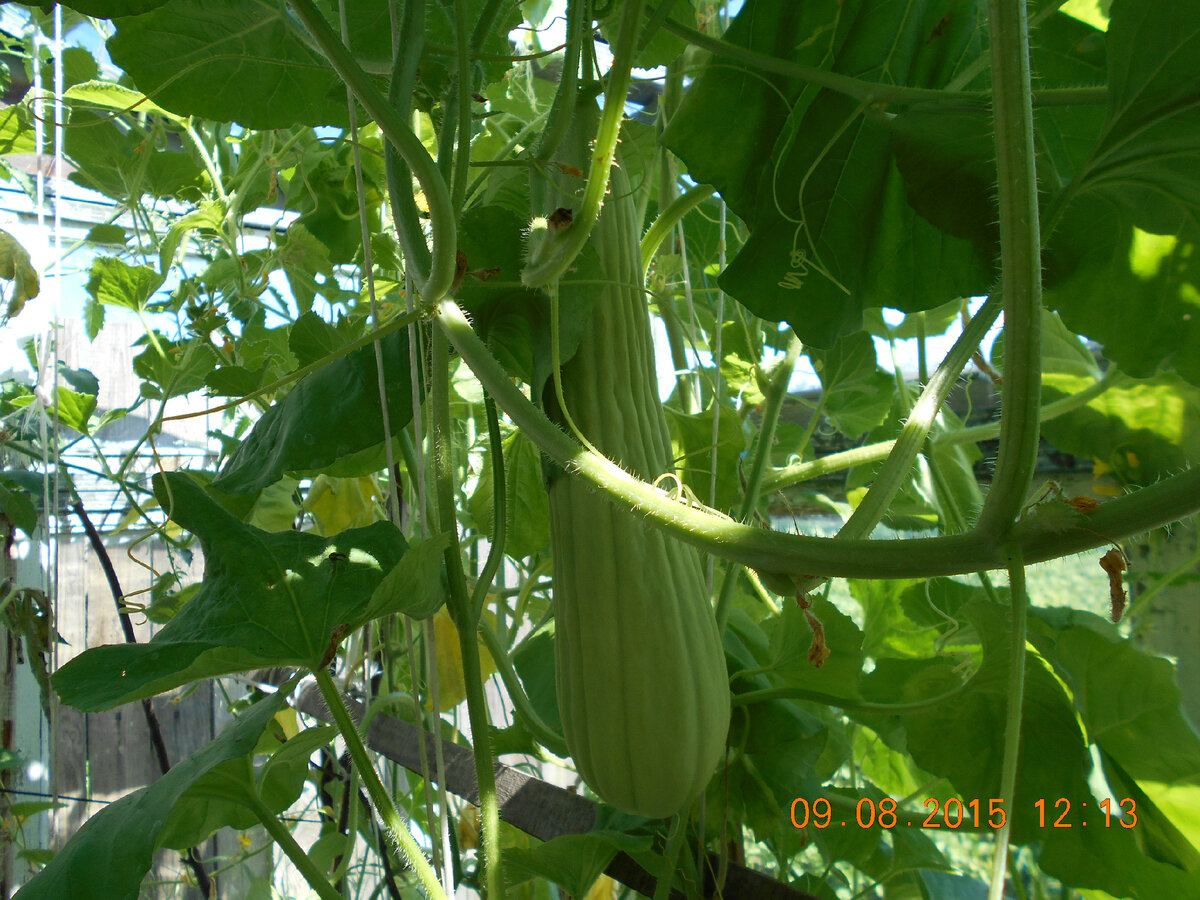 Богатырь белый