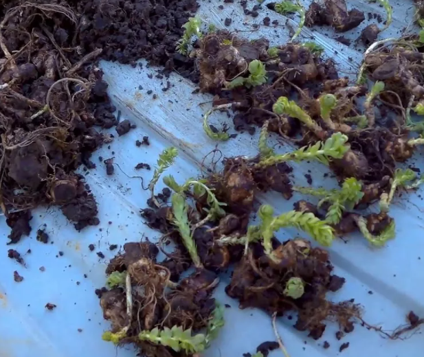 Вот такие у родиолы корешки