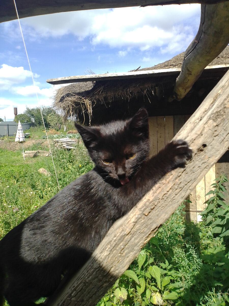 Вся чёрная, только  жёлтые глаза, розовый язычок и белые когти)))