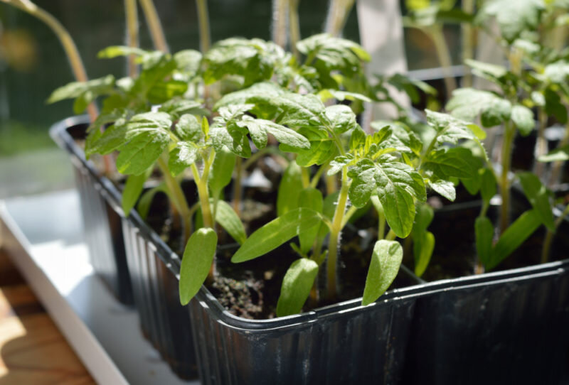 Рассада томатов