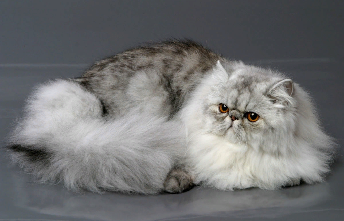 Сколько живут пушистые. Персидская кошка. Персидская длинношерстная шиншилла. Персидская шиншилла экзот. Шотландская длинношерстная шиншилла.