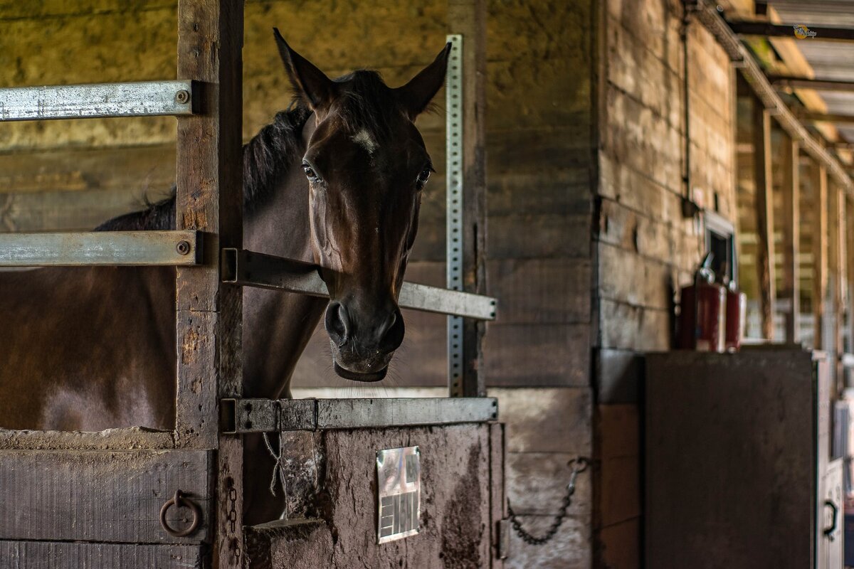 Стоит ли покупать лошадь из проката? | Psyhorse | Дзен