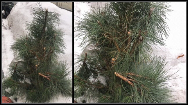 Сосна Грин Тауэр, повреждённая снегом