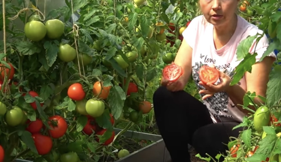 Добавьте описание