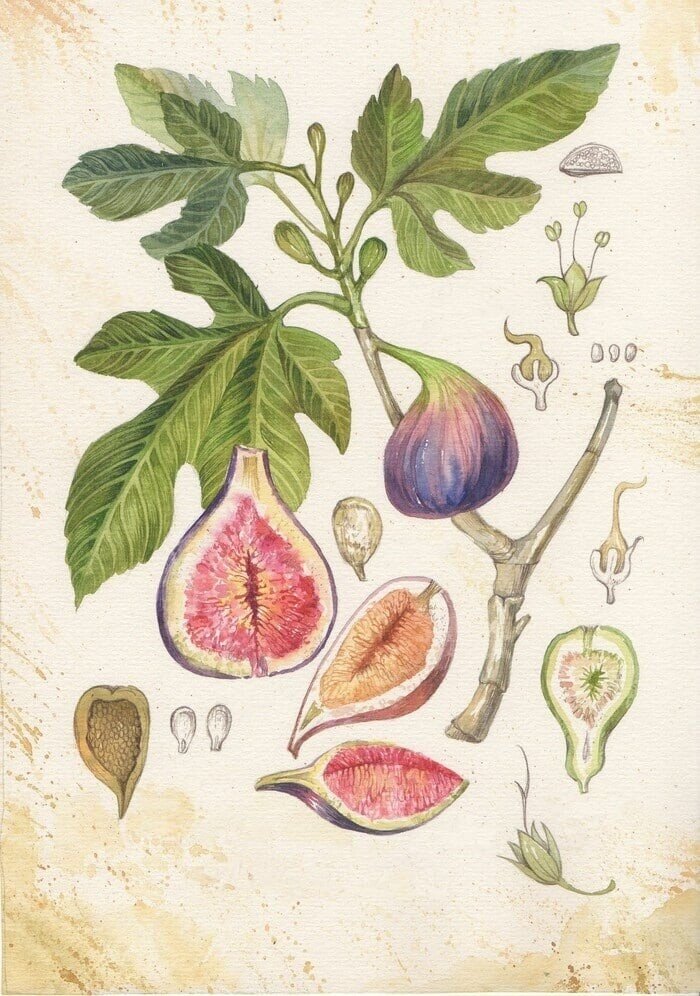 Удивительно растение смоковница. Завязи его — винные ягоды — в дикой, первозданной среде опыляющиеся особыми маленькими чёрными осами, переносящими пыльцу с мужских деревьев на женские. Сами те осы вовсе не способны плодиться без инжира. Самка таковой осы, оплодотворённая бескрылым самцом внутри мужского соцветия винной ягоды, исходя из вершины мужского соцветия, переносит тельце своем пыльцу на женския.
И так плодятся и осы те, и фига уже тридцать четыре миллиона лет