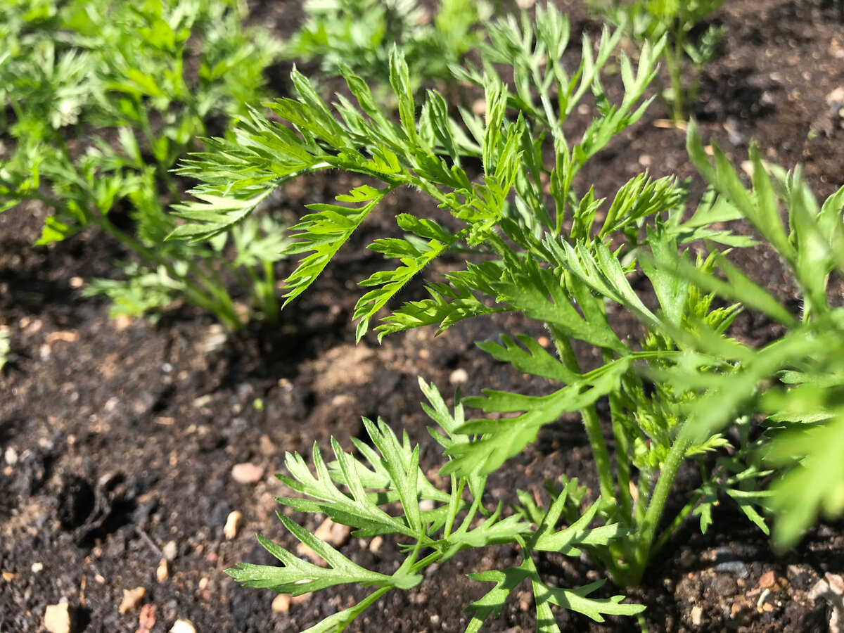 Всходы моркови