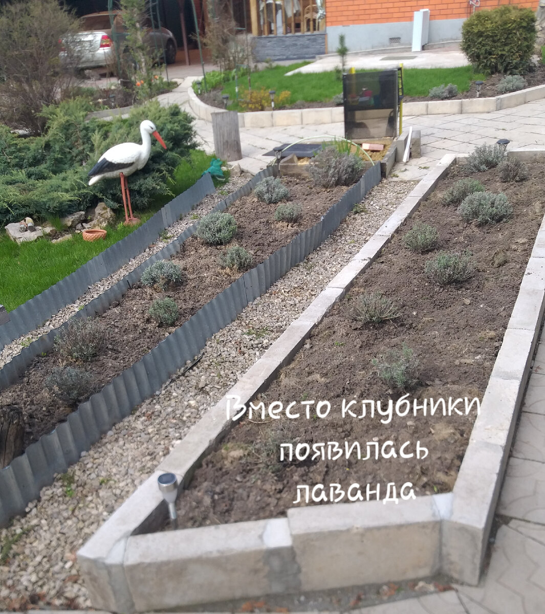 Зато появилось много лаванды