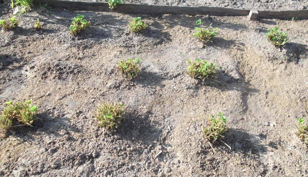 Обрезанная клубника