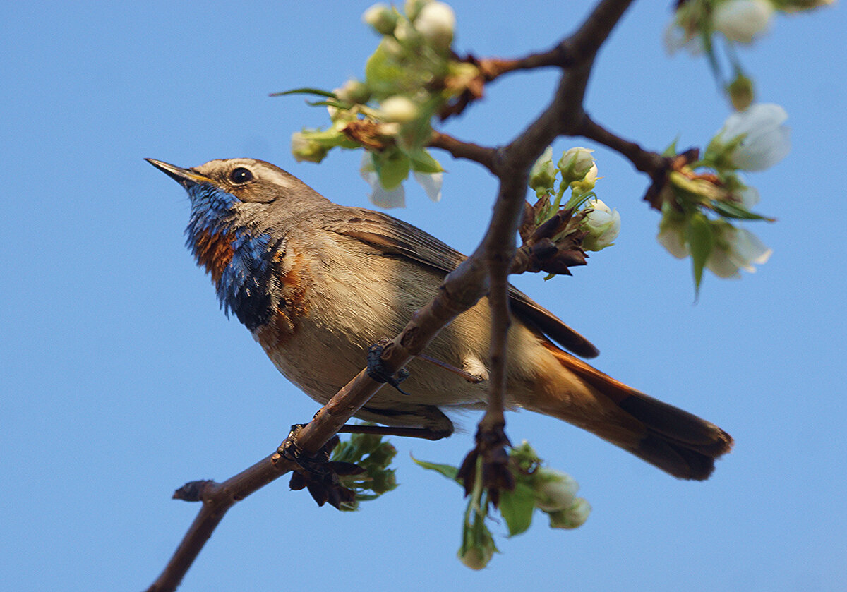 Варакушка на цветущей яблоне