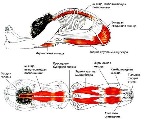 Особенно это касается положения с фиксированными н.конечностями, при недостатки контроля и мобильности задней поверхности бедра, начинается борьба между задней поверхностью бедра и поясницей. Поясница как правило проигрывает.