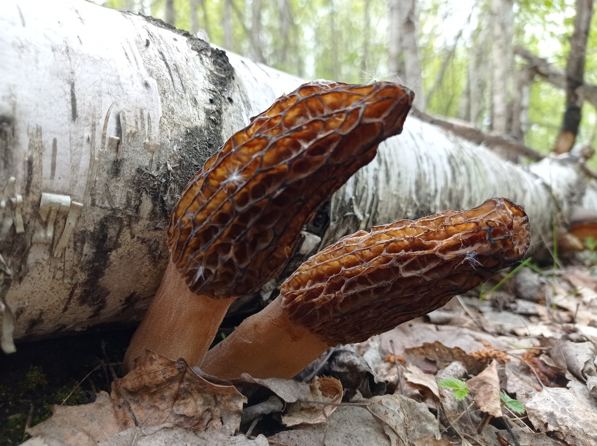 Сморчëк настоящий или сморчëк конический. 