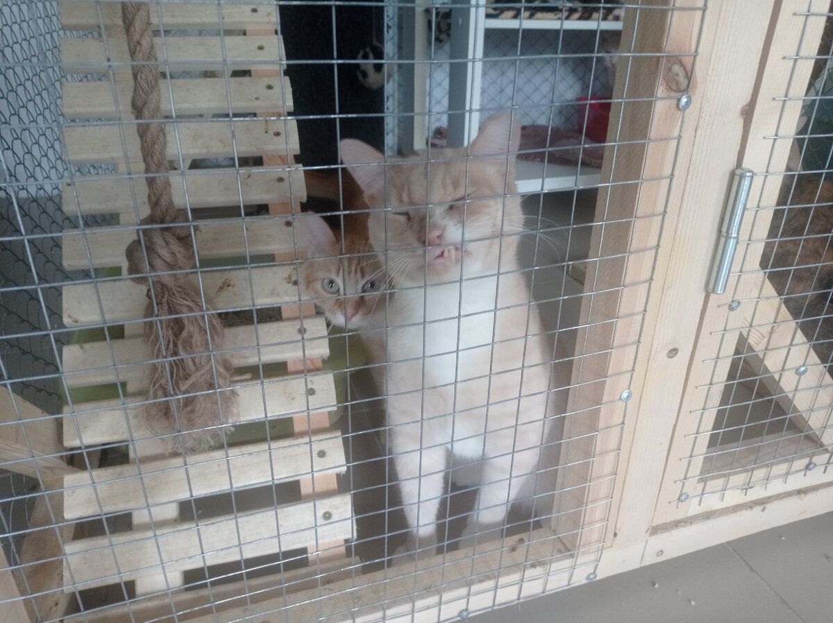 Свободу мне, свободу!!!!!