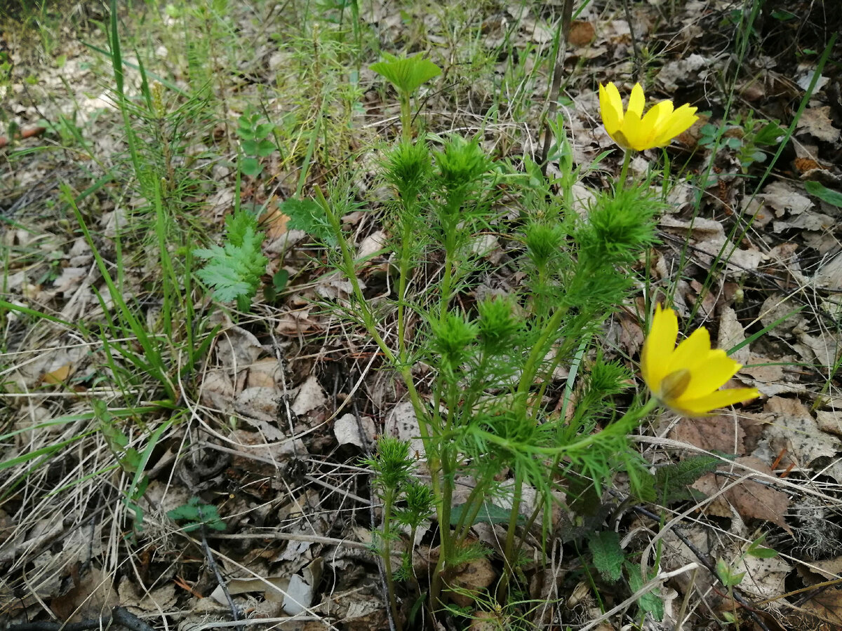 Эта фотография сделана в середине мая