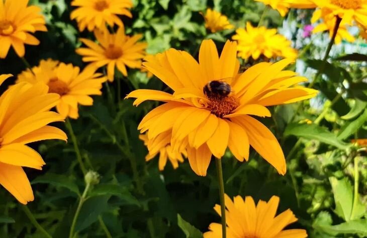    Принятие стратегии самоопыления может быть губительным для растений