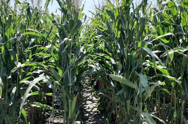    Флавоноиды сорго убивают совку на кукурузе и могут защитить урожай