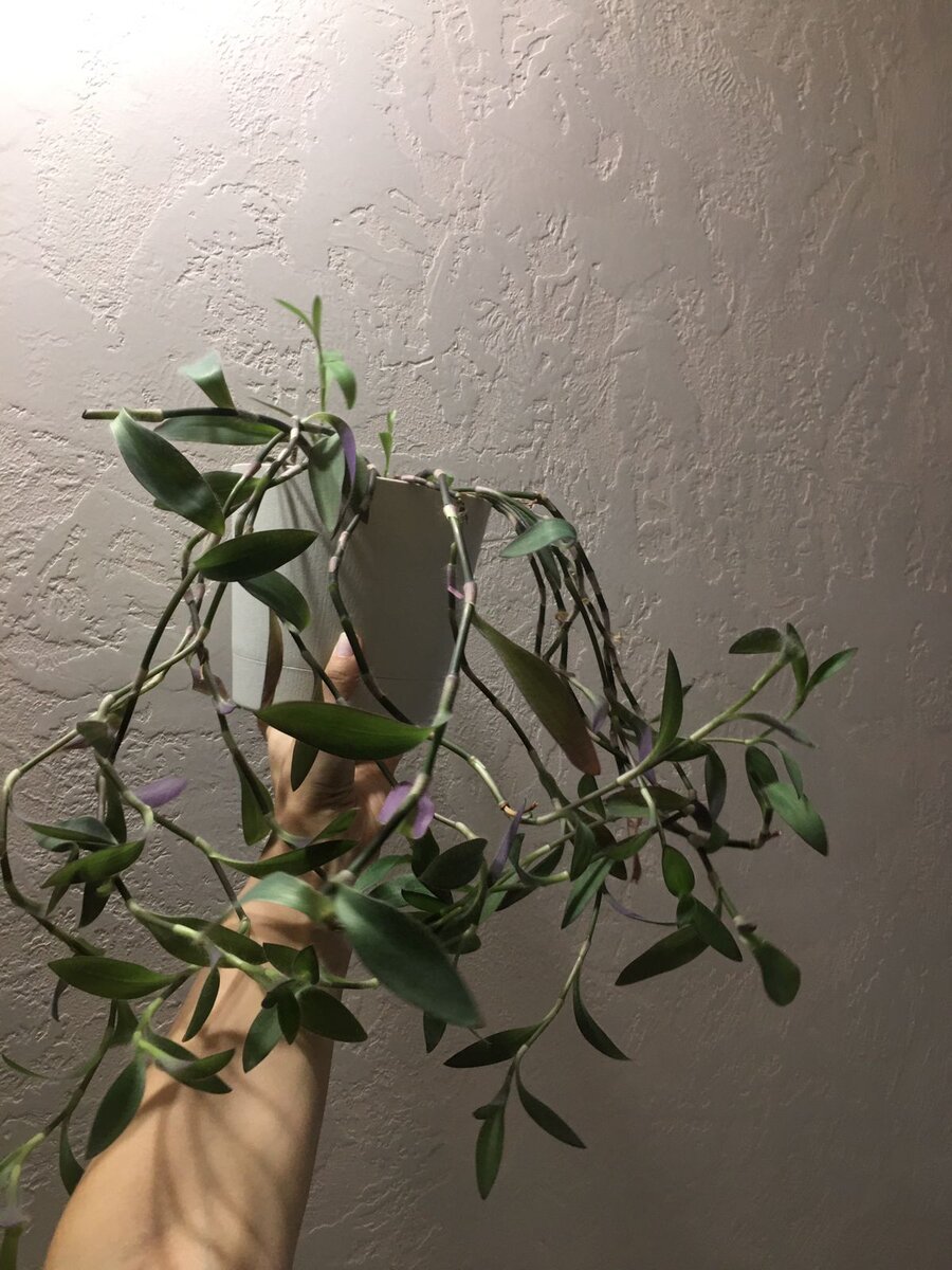 Просто на глазах за 1 неделю погибла...