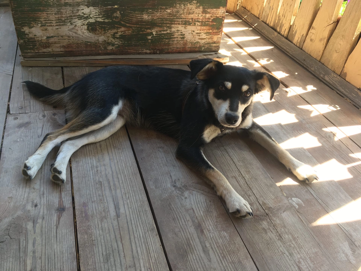 #собака #собакавдобрыеруки #муром #нужнавашапомощь 