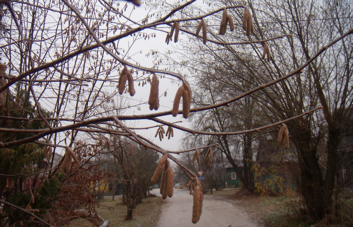 Ледяная глазурь на ветках.