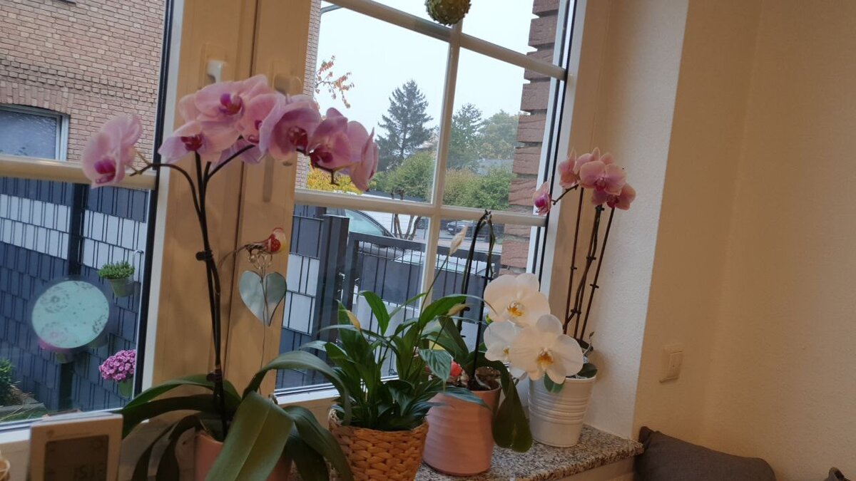 Вот такая красота у подписчицы Дачного агронома 