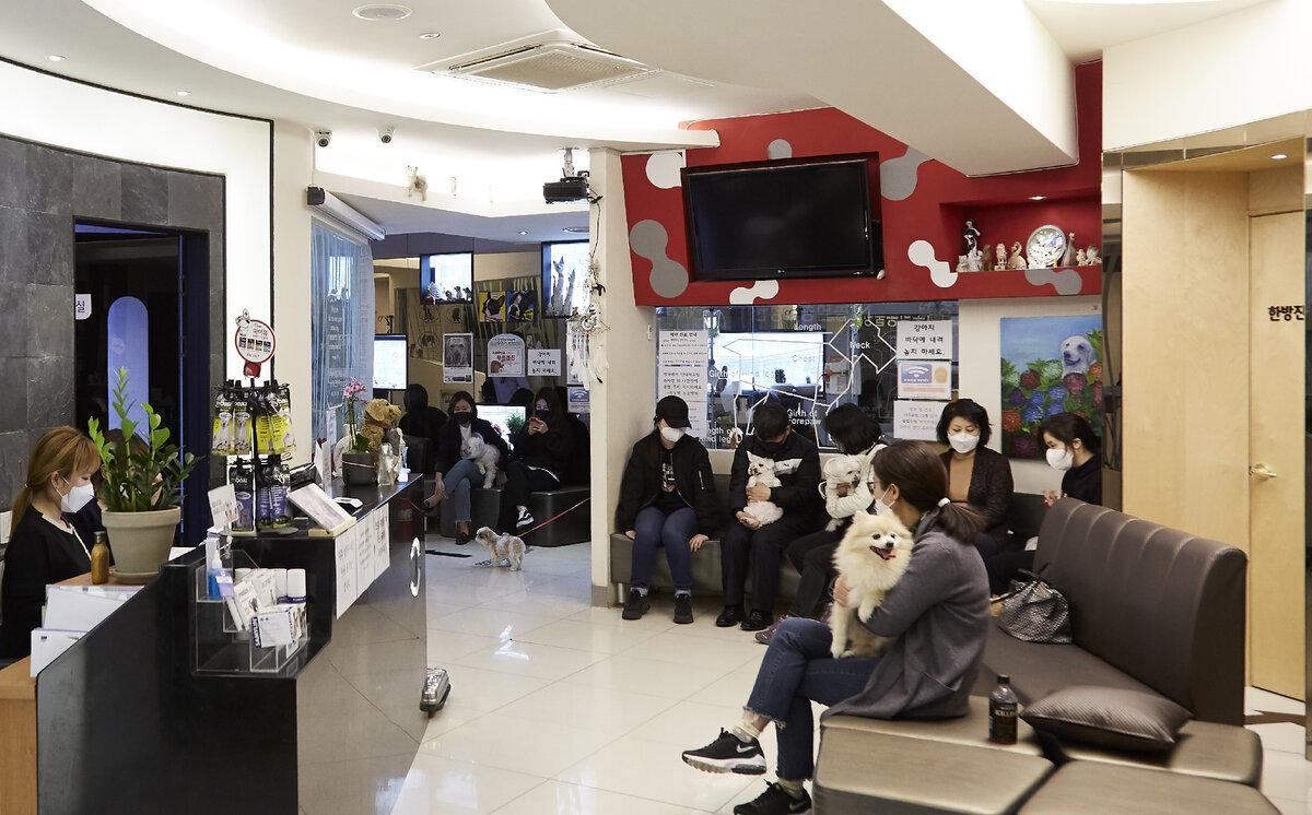 Ветеринарная клиника в Сеуле