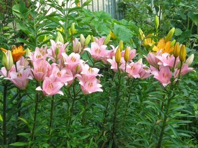 ЛА-гибрид Турандот