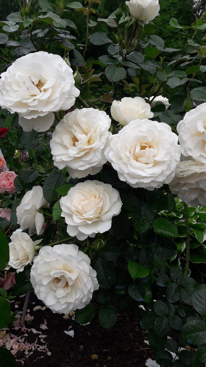 Weisse Wolke, плетистая