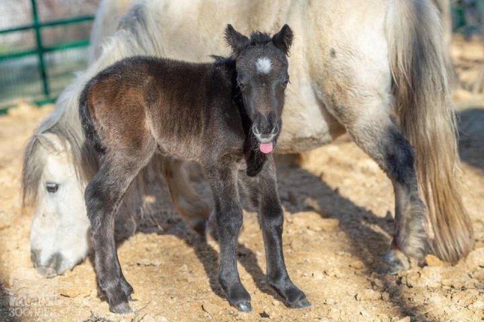     В зоопарке родился очаровательный пони. Фото: пресс-служба ростовского зоопарка
