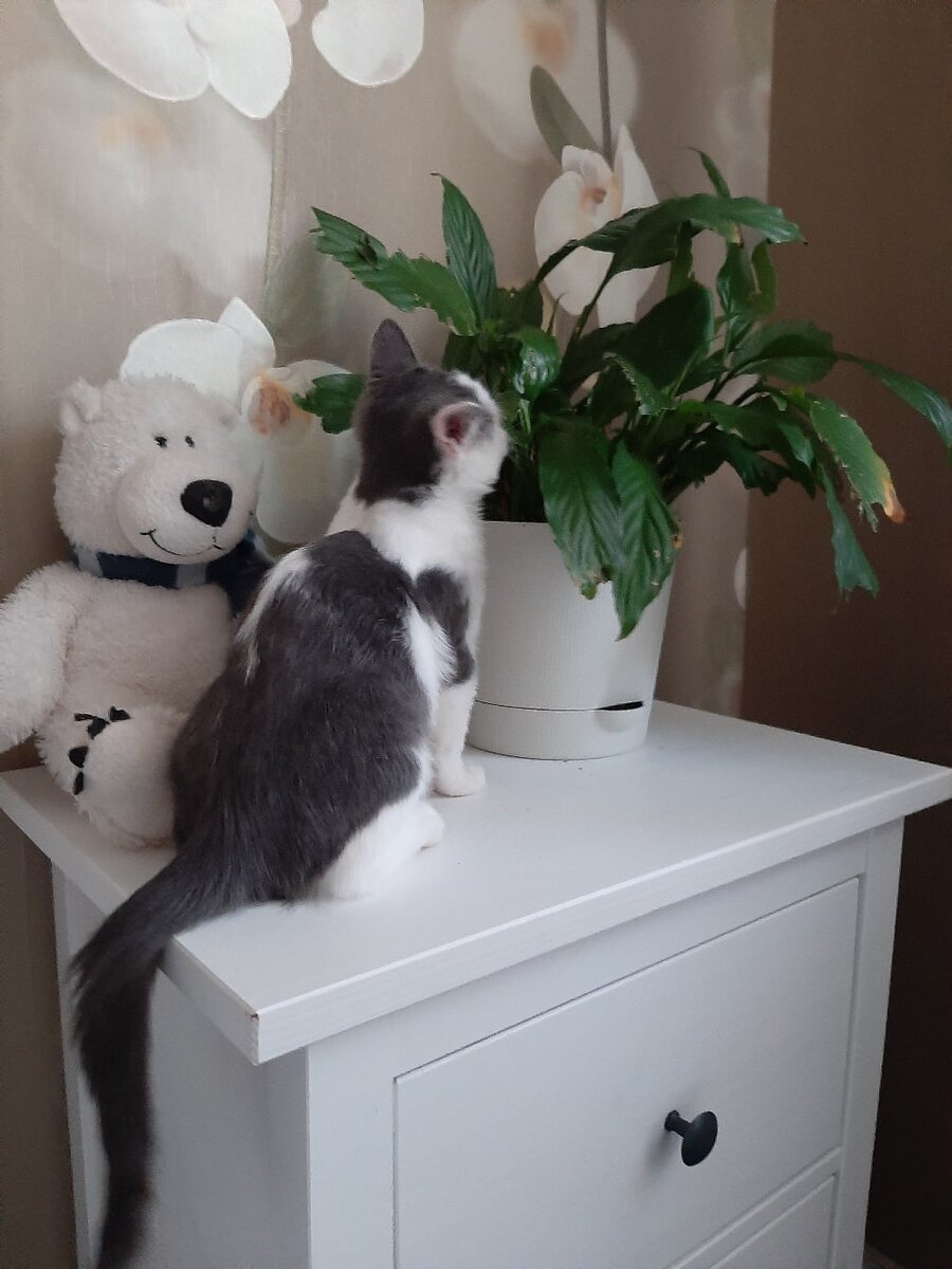 Сказочный домик для кошки. Дизайнерский котодом. Котодом приют для кошек. Котодом мурлыка балашиха. Котодом дзен.